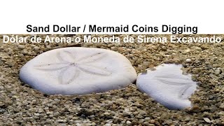 What does a sand dollar look like ?‍♀️ Mermaid Money / Coin ?‍♀️. Moneda de Arena o de Sirena