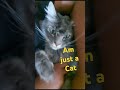 PLEASE WATCH ❤️AHI is so CUTE #cat #cute #viralvideo #catshorts #catvideos #kittenlove