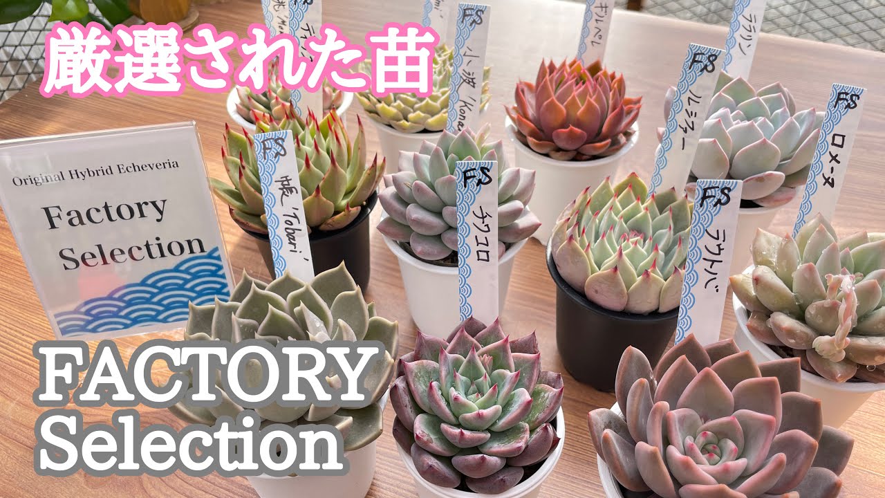 【本日まで】職人鉢 多肉植物 サボテンにも 33【多肉植物製作所】ここまでやる⁉️多肉職人 - YouTube