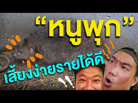 EP.1-หนูพุกเลี้ยงง่ายรายได้ดี-