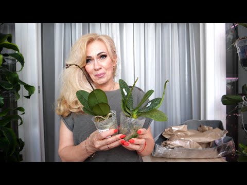 Видео: НАКОНЕЦ-ТО посылка с новыми орхидеями. ДОЛГОЖДАННАЯ. 30% заказа, где остальное
