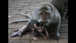 Download lagu Don´t Give Up On Me - Andy Grammer and PS22 Choir - 432 hz