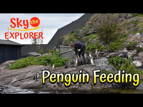 Penguin Feeding -Ålesund Atlantic Sea Park
