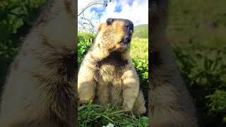 Cute Wild animal bobak marmot or prairie dog 535 #marmot #animals #cute #wildanimals #wildlife
