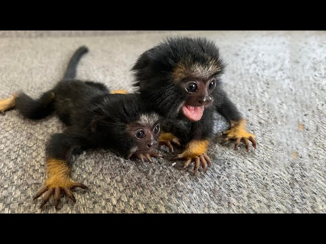 Tamarin Monkeys For sale Online