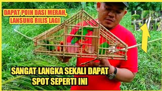 Many people don't believe you can trap hanging parrots this low/hook-billed birds