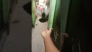 কবুতরের নেশা kobutar pigeonvideo pigeon ytshorts pigeonshorts najpigeonlover 