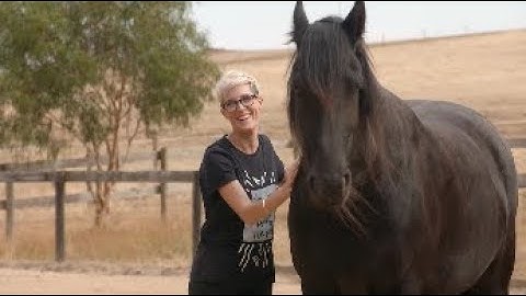 What is equine therapy?