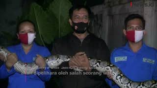 Download Lagu Warga Palmerah Tangkap Ular Sanca 6 Meter sedang Makan Kambing MP3