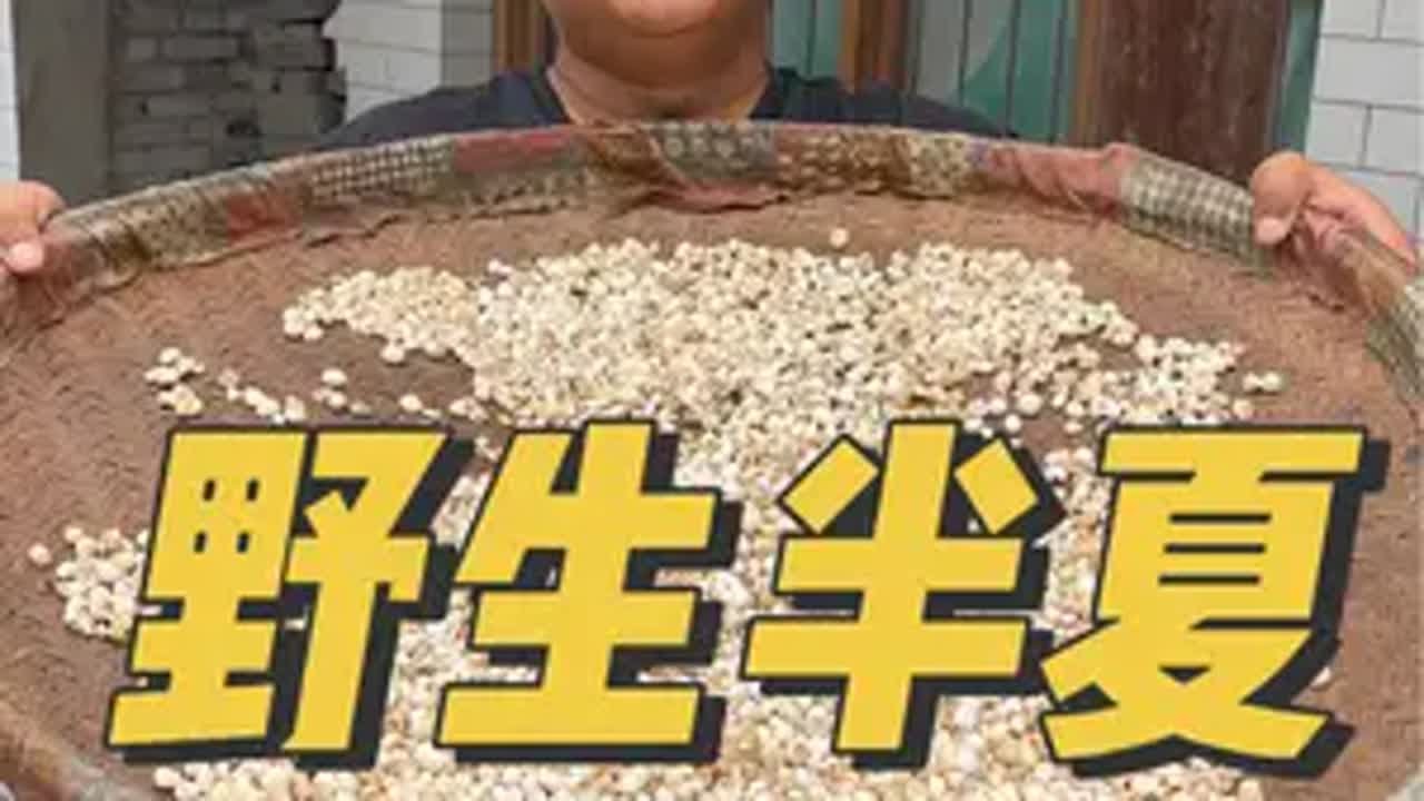 半夏 @阿新专营店 这几天村户们都在山里挖半夏，隔壁村的兄弟喊我去收，带大家一起去看看，你们那边把这东西叫啥半夏 植物科普 我的乡村生活 抖出家乡山货 赶山人