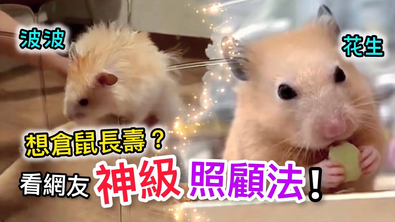 爆笑越獄+王子病! 公開網友倉鼠長壽秘密! Secrets of Two Long-Lived Hamsters!