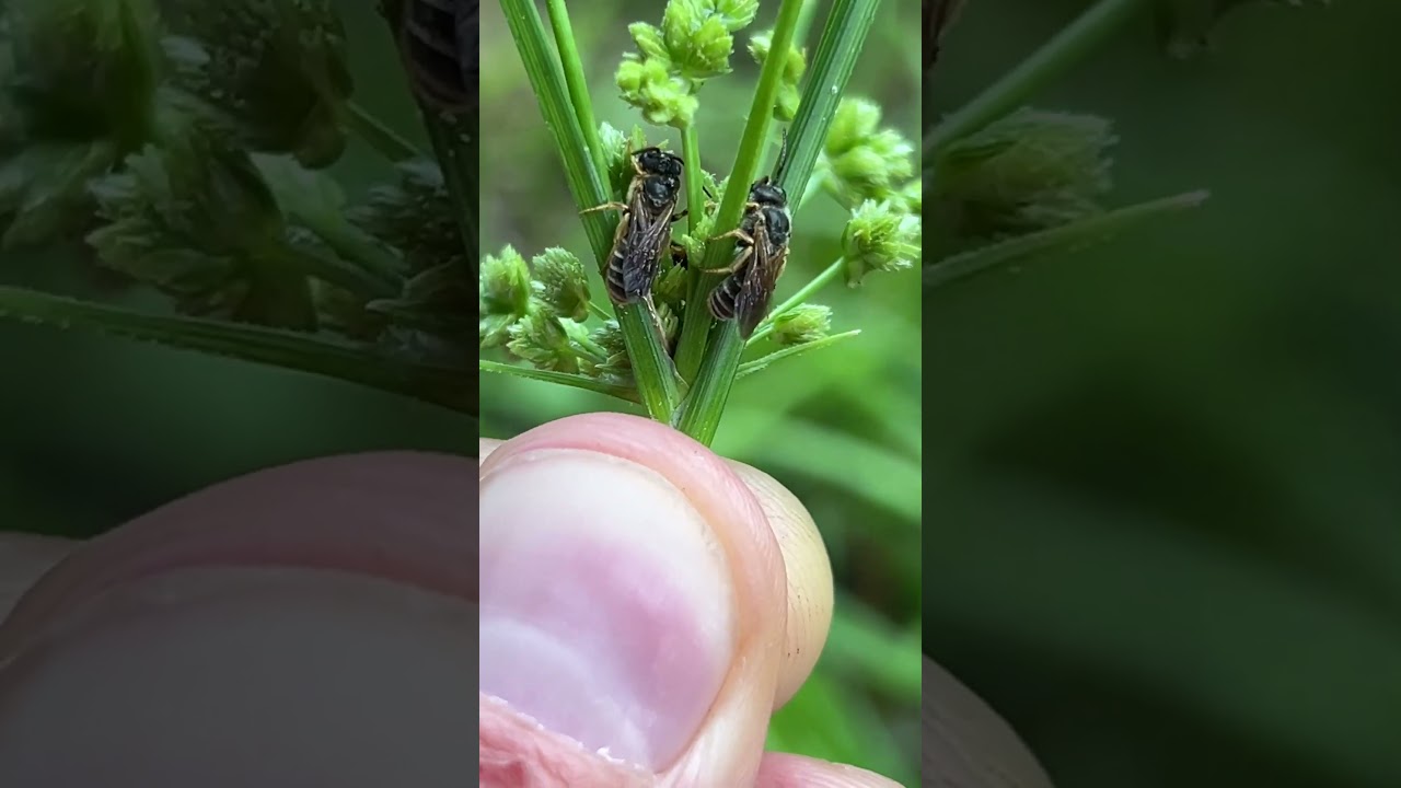 Native sweat bee uses tropical flatsedge (Cyperus surinamensis) to rest