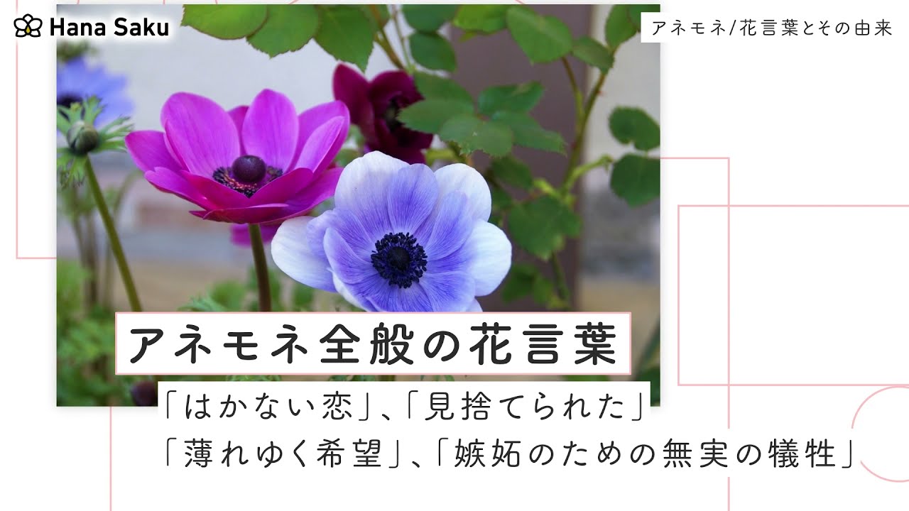 アネモネの花言葉と由来 色 種類別 英語の意味 誕生花は 怖い意味もある Hanasaku