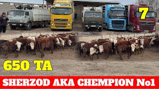 : SHERZOD AKA 650 TA BUQALARI KELDI 932222555 996676999 DAVOMI BOR ARZON OPTOM NARXDA 10 mlndan