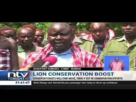 Maasai Mara Community Abandons Killing Of Lions As A Rite Of Passage