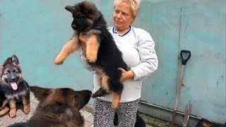 For sale! Long-haired German shepherd puppies. Odessa. Ukraine.
