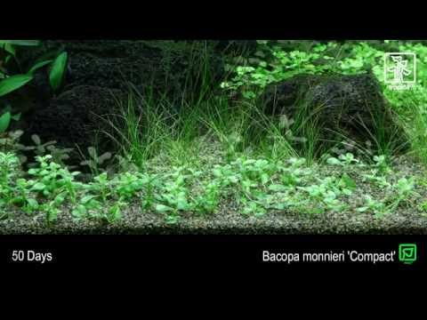 Bacopa monnieri 'Compact'