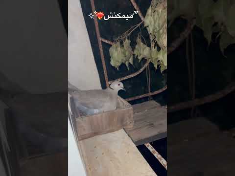 باضت    طيور حمام يمامة   