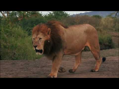 Видео: Как живеят лъвовете
