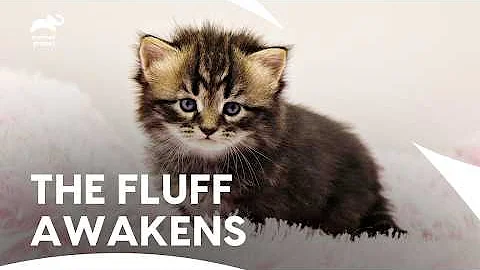 Video 11344421: savannah kitten, siberian, kittens litter, tiny kitten, kittens growing, kitten house