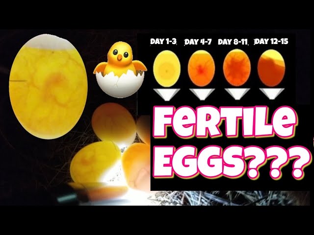 How to tell whether an egg is fertilised or not 