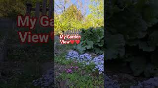 My Garden View❤️❤️❤️#shortfeed #shorts #gardenviews