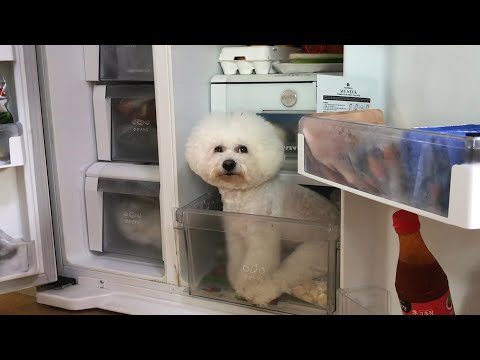 강아지가 더위를 피하는 방법
