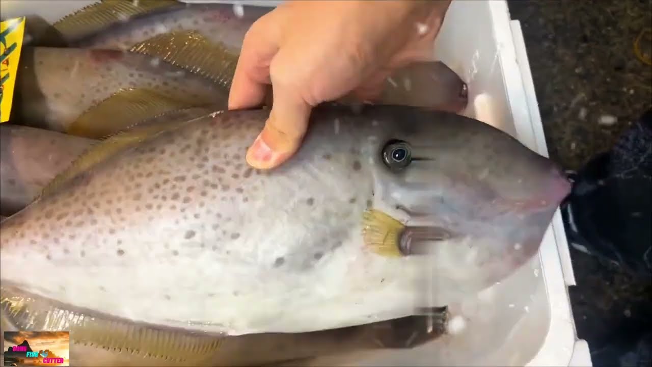 Horse Noodle Fish Cutting skills | Filefish Fast Cutting Process | Bong Fish Cutter 