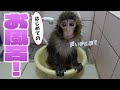 小猿のルートくん「はじめてのお風呂」はちょっぴり不安💦甘える仕草がかわいい…！