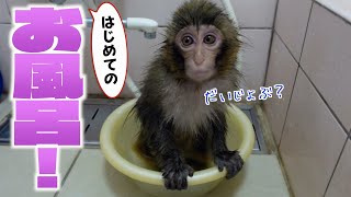 小猿のルートくん「はじめてのお風呂」はちょっぴり不安💦甘える仕草がかわいい…！
