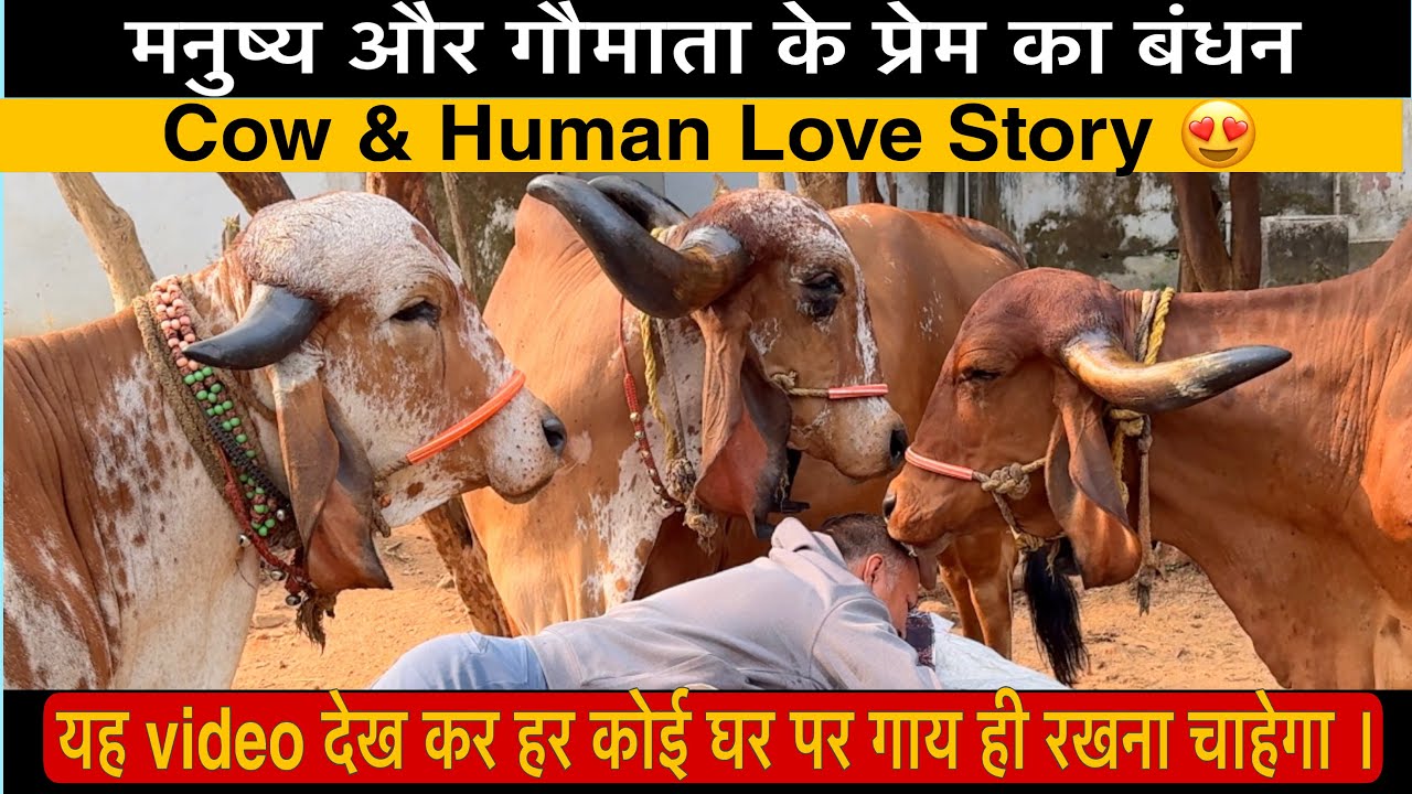 A man and his cow heart touching video | Cow & Human Love story | गीर ...