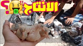 اكبر كنز🤑/لنتعرف على سلالات انتاج فروخ الحمام .. ؟