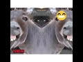 ضحكة حمار حمار يضحك ضحكة حمار حمار يضحك