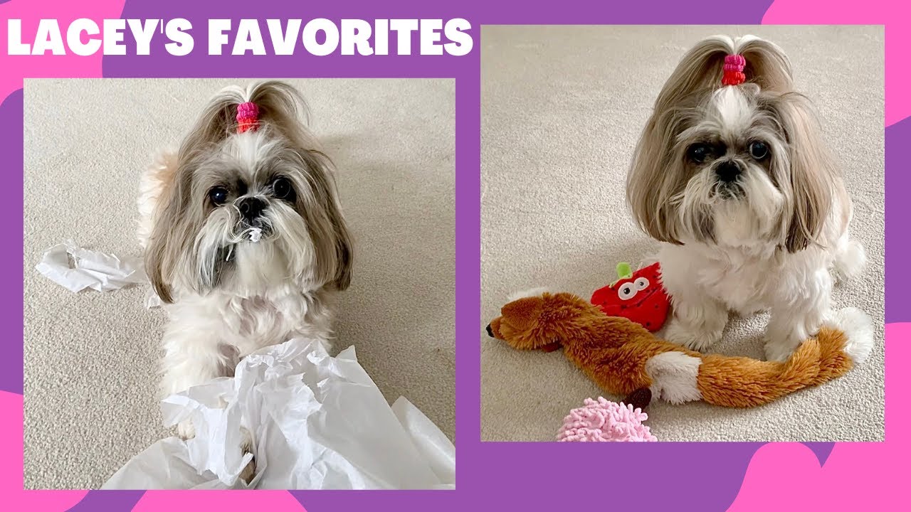 Shih Tzu dog Lacey playing with one of her favorite toys 