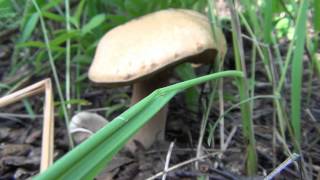 видео Пищевая ценность белого гриба,витамины в белом грибе