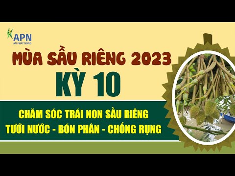 APN – CHĂM SÓC SẦU RIÊNG GIAI ĐOẠN TRÁI NON, TƯỚI NƯỚC – BÓN PHÂN – CHỐNG RỤNG SINH LÝ mới 2023