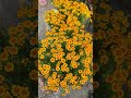 ,# flower lover viral video #trending shork video