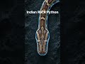 Indian Rock Python ke body ka ye secret shayad aap nahi jaante! #IndianRockPython #PythonMolurus