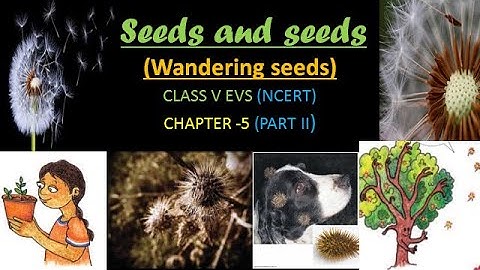 Seeds and seeds  Part 2 (Wandering Seeds) Class V, EVS, Chapter 5 (NCERT)