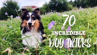 70 INCREDIBLE dog tricks by sheltie Elinor (2,5 yrs)