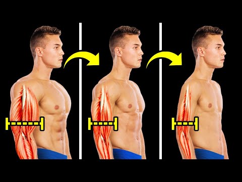 Vidéo: Ce whippet n'est pas un constructeur de corps pro, alors pourquoi les grands muscles?