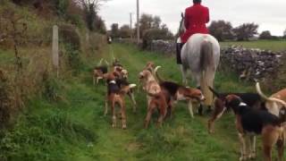Kilkenny Huntsman calling hounds and blowing horn. The countryside ...