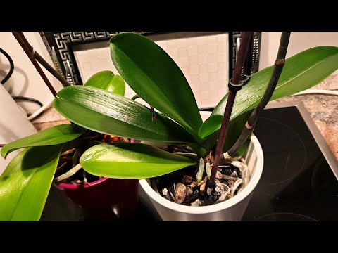 Video: Orkide Phalaenopsis. Kujdesi dhe mbarështimi