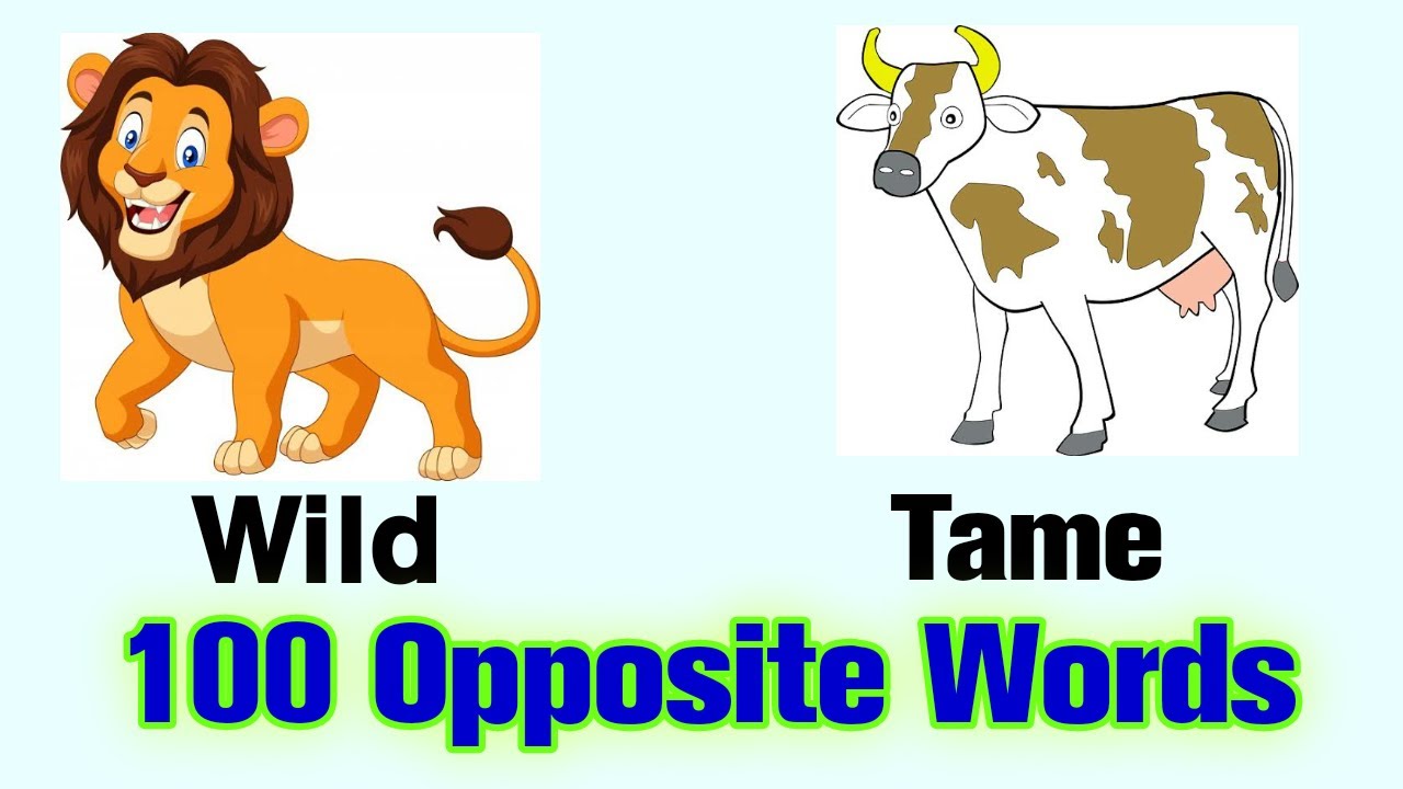 Opposite of Wild, Antonym of Wild, 17 Opposite Words For Wild - English  Study Here