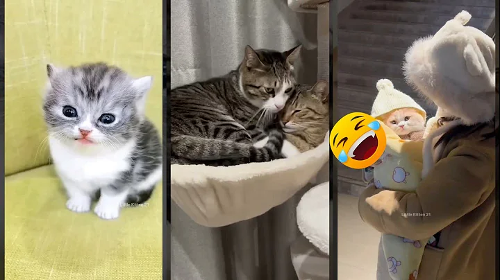 Video 11785701: amazing meow cat, cat funny meow dog, kitten meowing, funny cat live, cat lovers