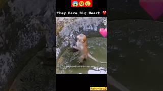 Kind Monkey Become Hero For This Kitten😥🙏😲 #Youtubeshorts #Kitten #Reaction #Animals #Dog