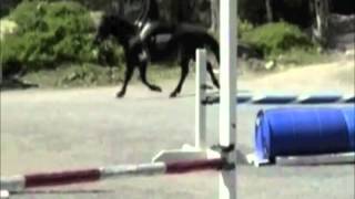 Sampson Canter-Trot Left.mov