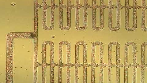 Deterministic Capture of Individual Circulating Tumor Cells Using a Microfluidic Trap Array -2