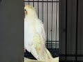 Kokaitel 😱🧿 #phonk #music #anime #animeedit #song #cat #aquaticpets #cockatiel #funnyanimals