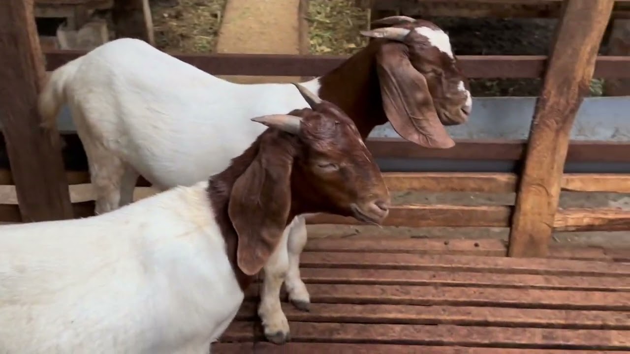 Em tiếp tục làm nhiệm vụ.để phục vụ con giống tốt cho bà con . Zalo.0352019479 . 14/6/2023/